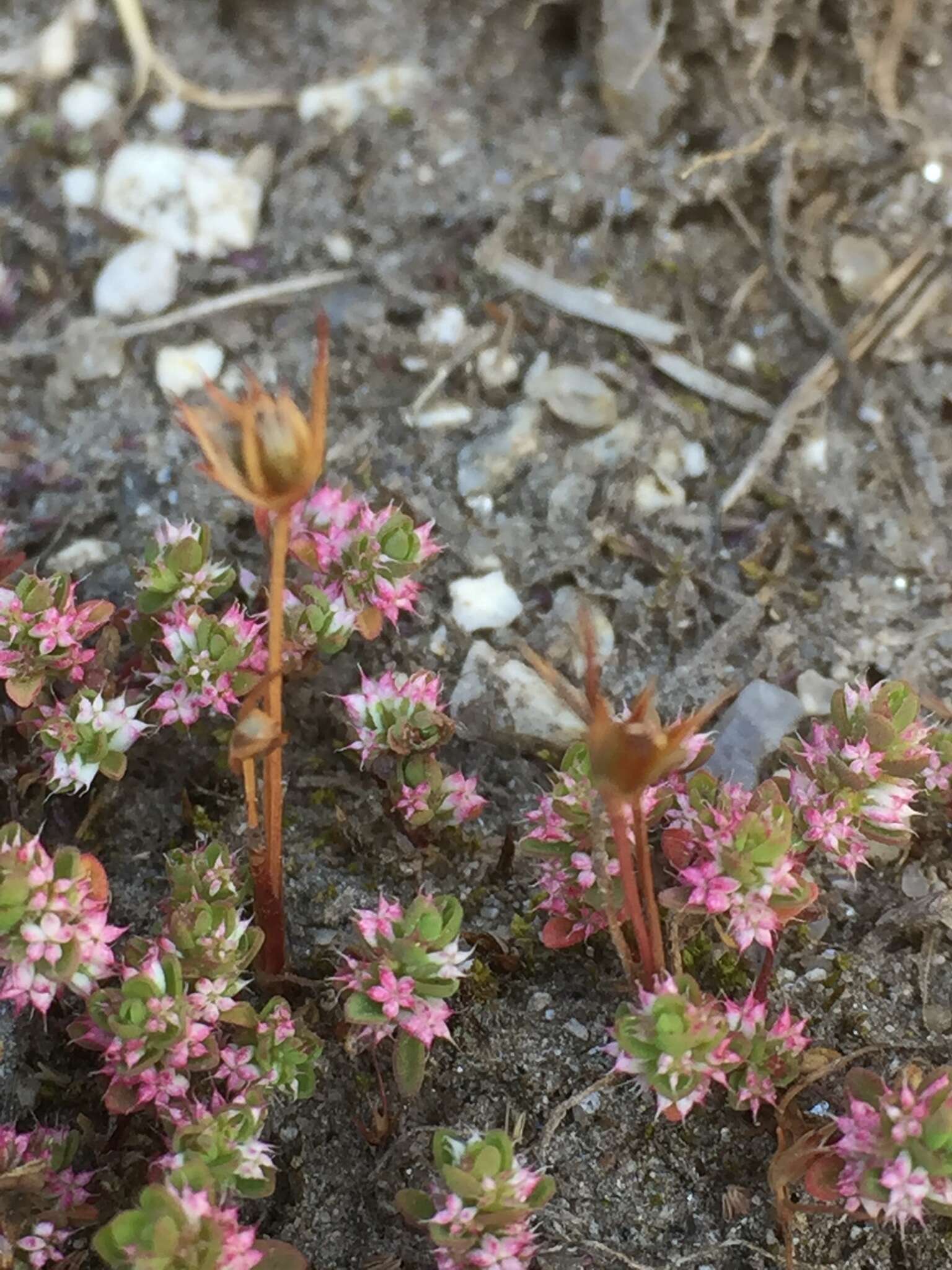 Image of dwarf rush