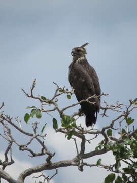 Image of Chaco Eagle