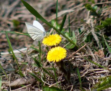 Image of Mustard White