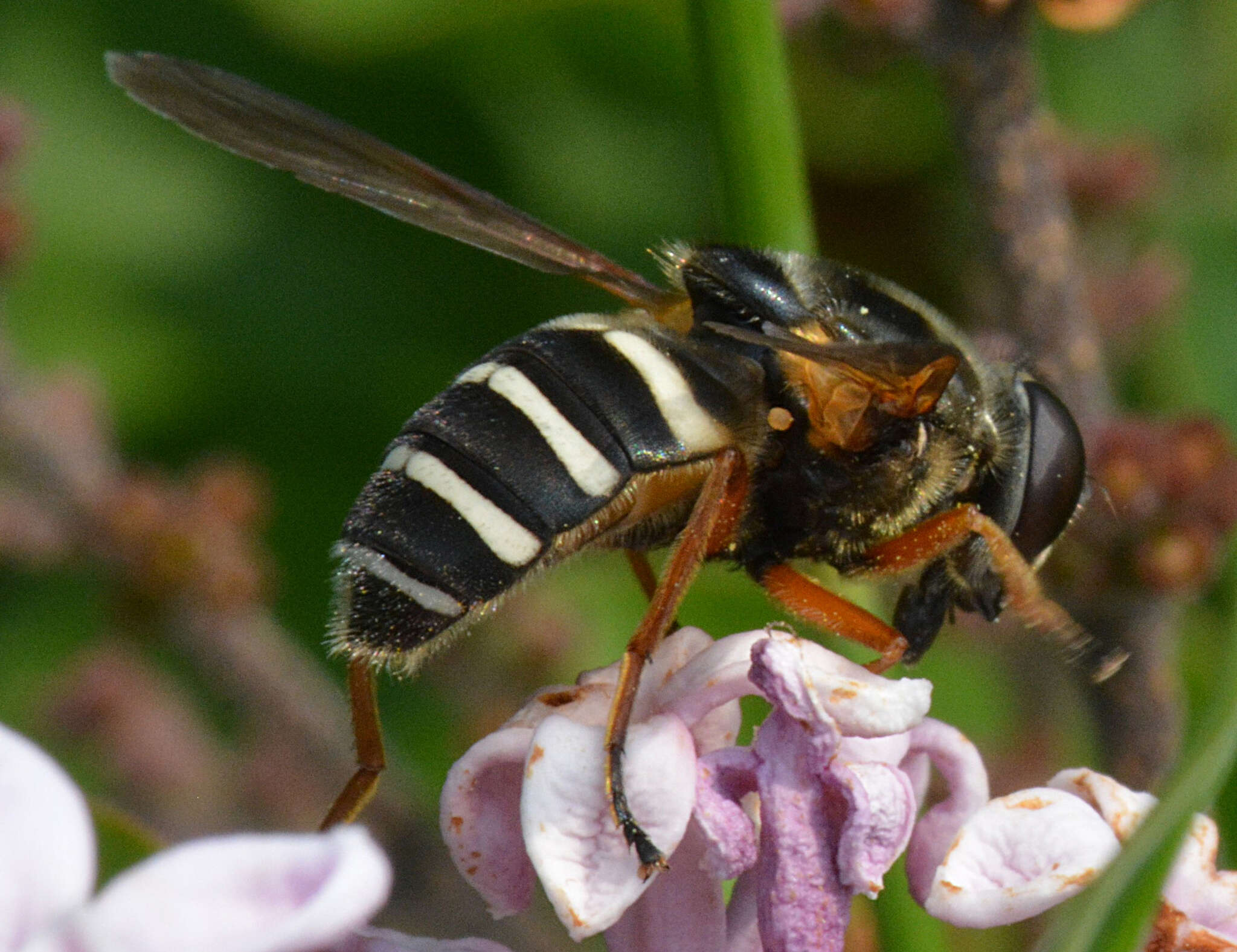 Image of Sericomyia nigra Portschinsky 1873