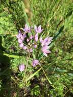 Allium unifolium Kellogg resmi