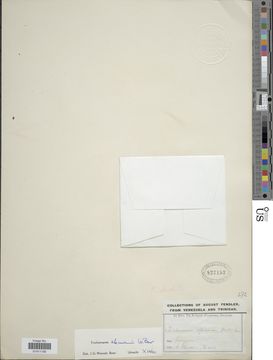 Image of <i>Didymoglossum ekmanii</i> (Wess. Boer) Ebihara & Dubuisson