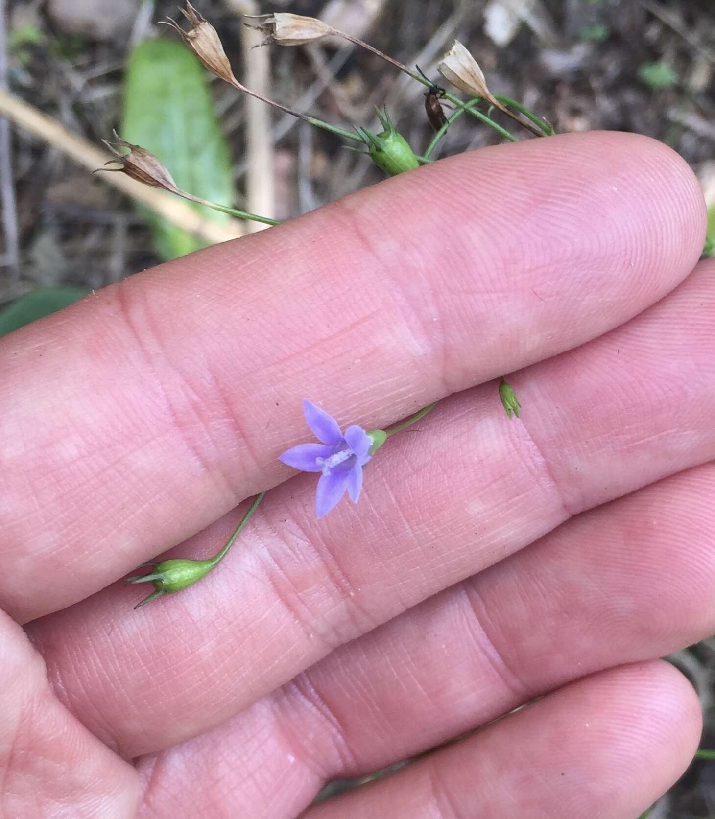 Image of Wahlenbergia krebsii subsp. krebsii