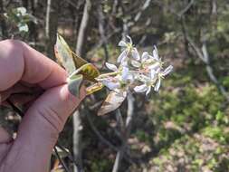 Image of Canadian serviceberry