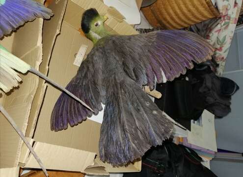 Image of White-cheeked Turaco