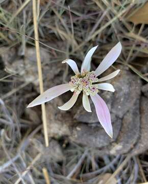 Image de Euphorbia radians Benth.