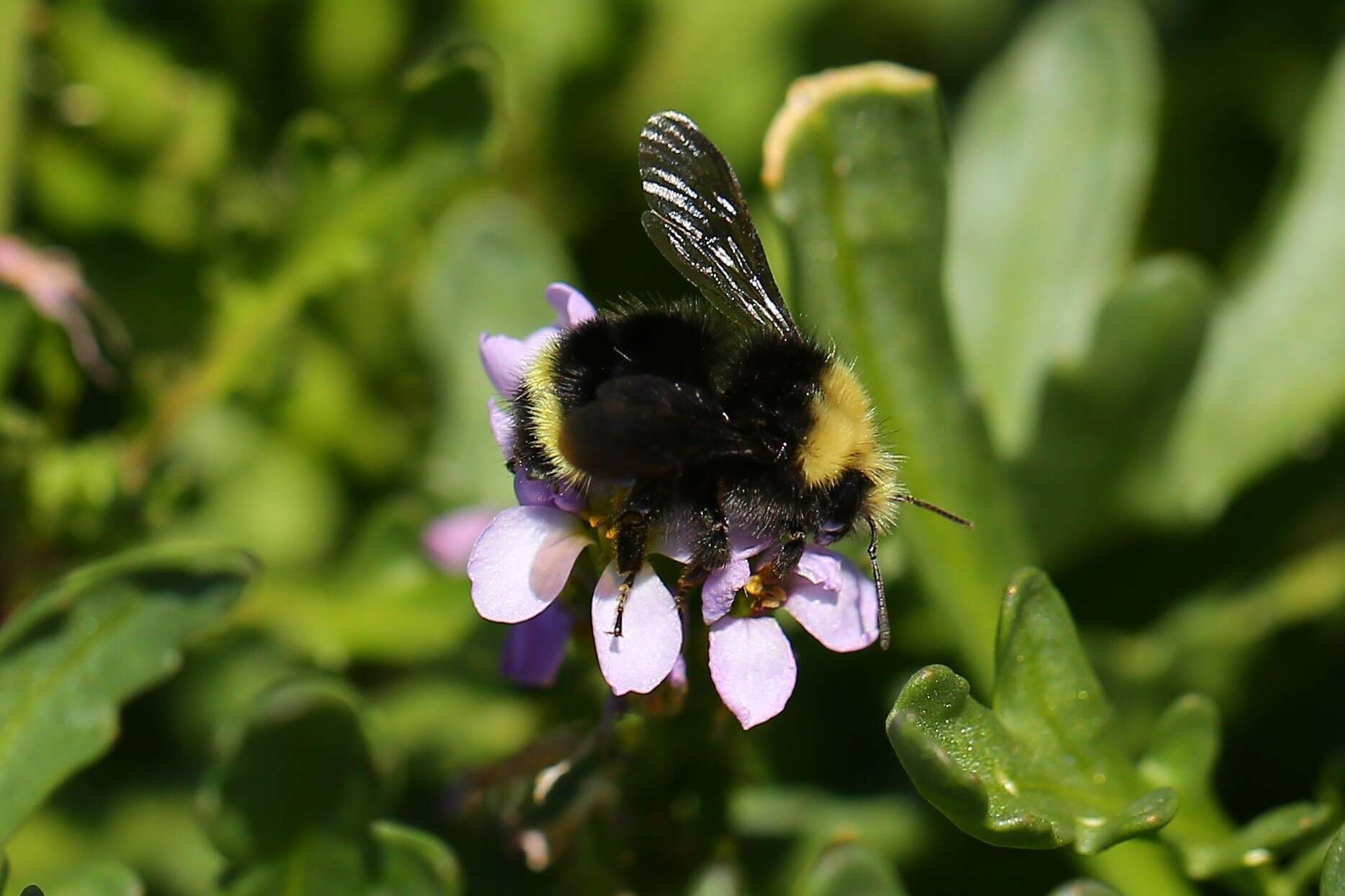 Image of Obscure Bumble Bee