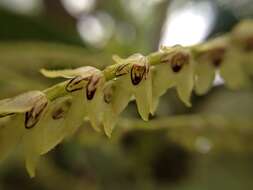 Imagem de Stelis galeata (Lindl.) Pridgeon & M. W. Chase