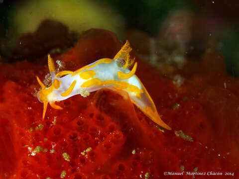 Image of Trapania maculata Haefelfinger 1960