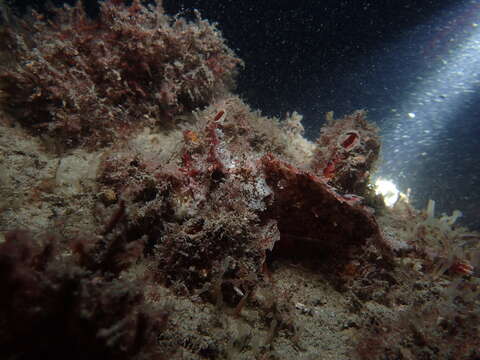 Image of Western red rockcod