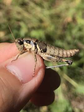 Слика од Melanoplus rusticus (Stål 1878)