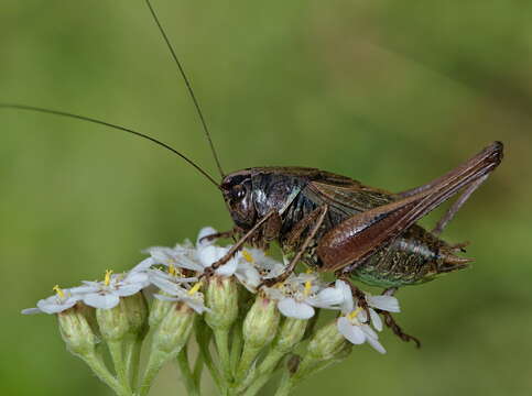 Image de Metrioptera saussuriana (Frey-Gessner 1872)