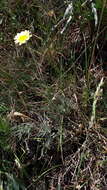 صورة Leucanthemopsis pallida (Mill.) Heywood