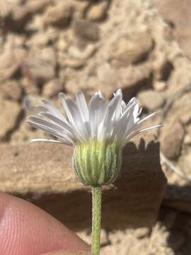 Image de Erigeron compactus Blake