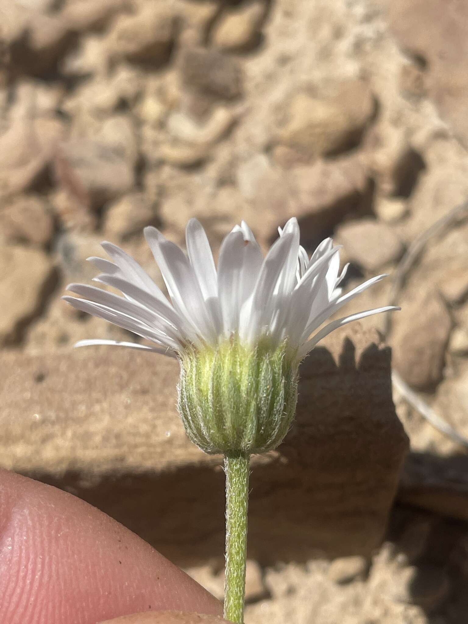 Слика од Erigeron compactus Blake