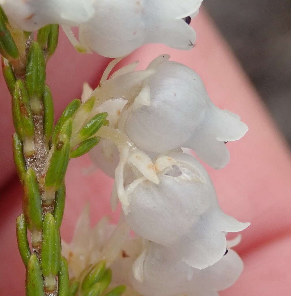 Image of Erica glomiflora Salisb.