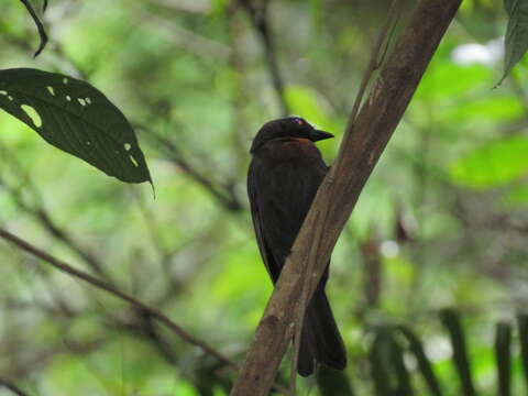 صورة Habia gutturalis (Sclater & PL 1854)