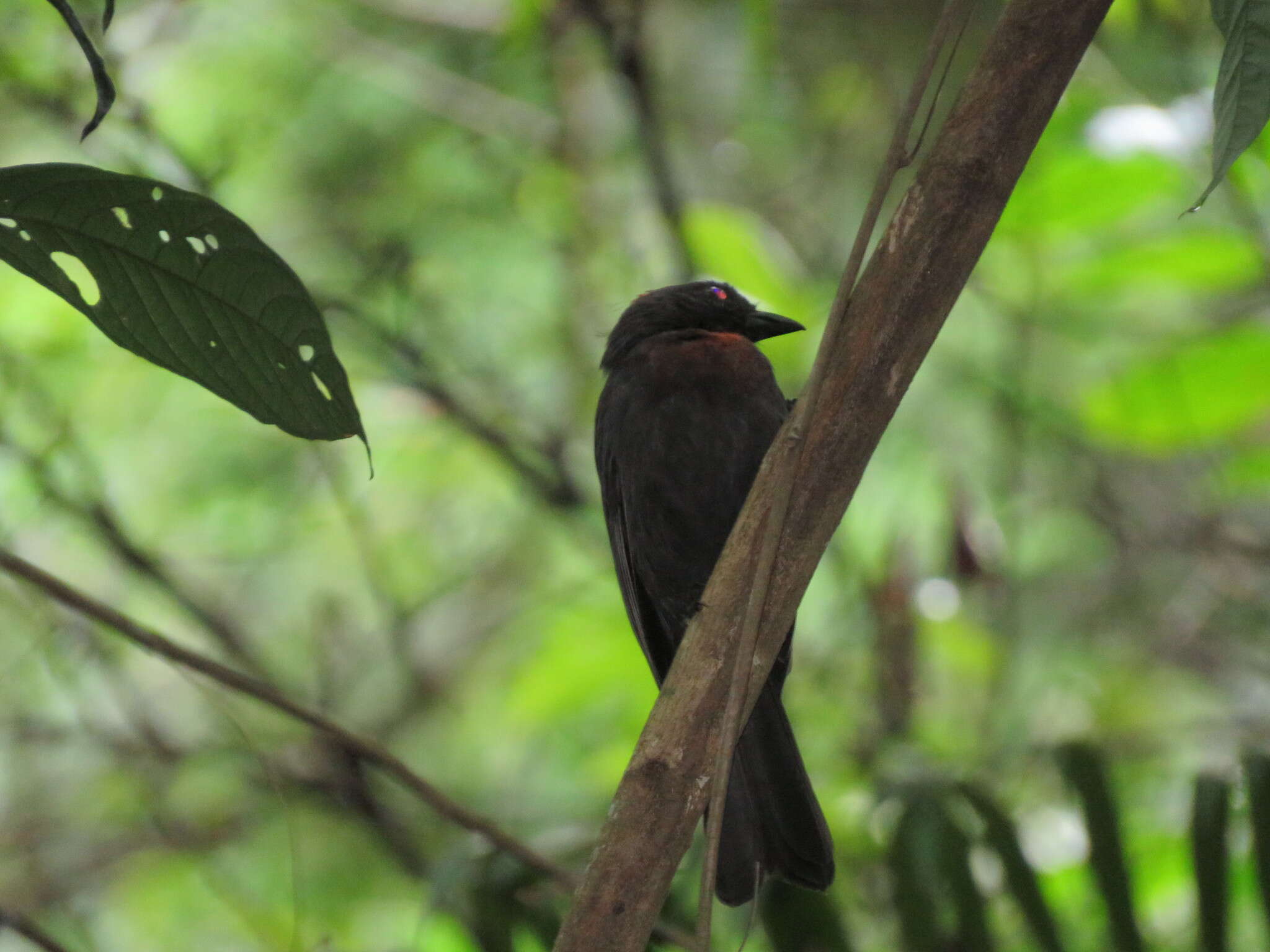 Image of Sooty Ant Tanager