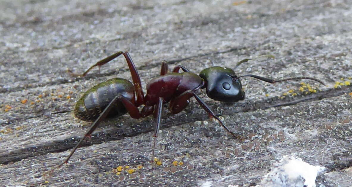 Слика од Camponotus ligniperdus (Latreille 1802)