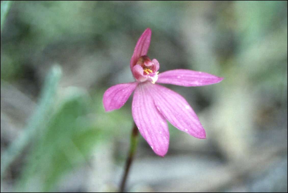 Image of Ornate pink fingers