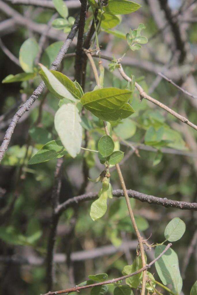 Image of Fraxinus purpusii Brandegee