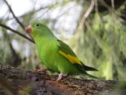 Image of Yellow-chevroned Parakeet