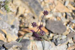 Bupleurum americanum Coult. & Rose resmi