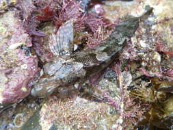 Gilloblennius tripennis (Forster 1801) resmi