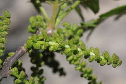 Image de Juglans californica S. Wats.