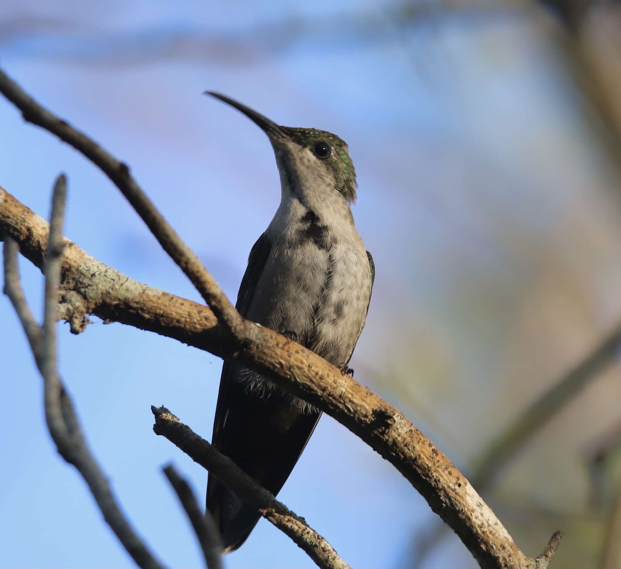 Plancia ëd Anthracothorax dominicus (Linnaeus 1766)