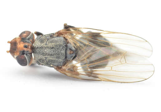 Image of Tetanops sintenisi Becker 1909