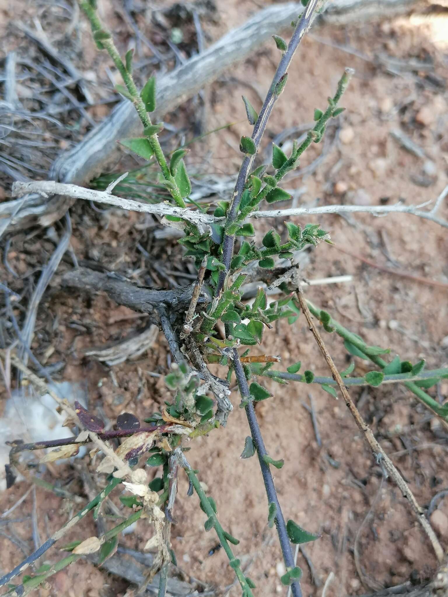 Polygala pubiflora Burch. ex DC.的圖片