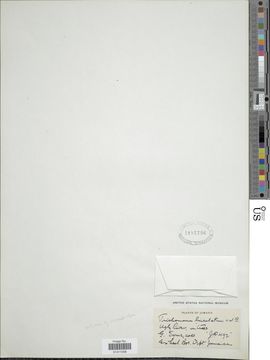 Image of <i>Didymoglossum lineolatum</i>