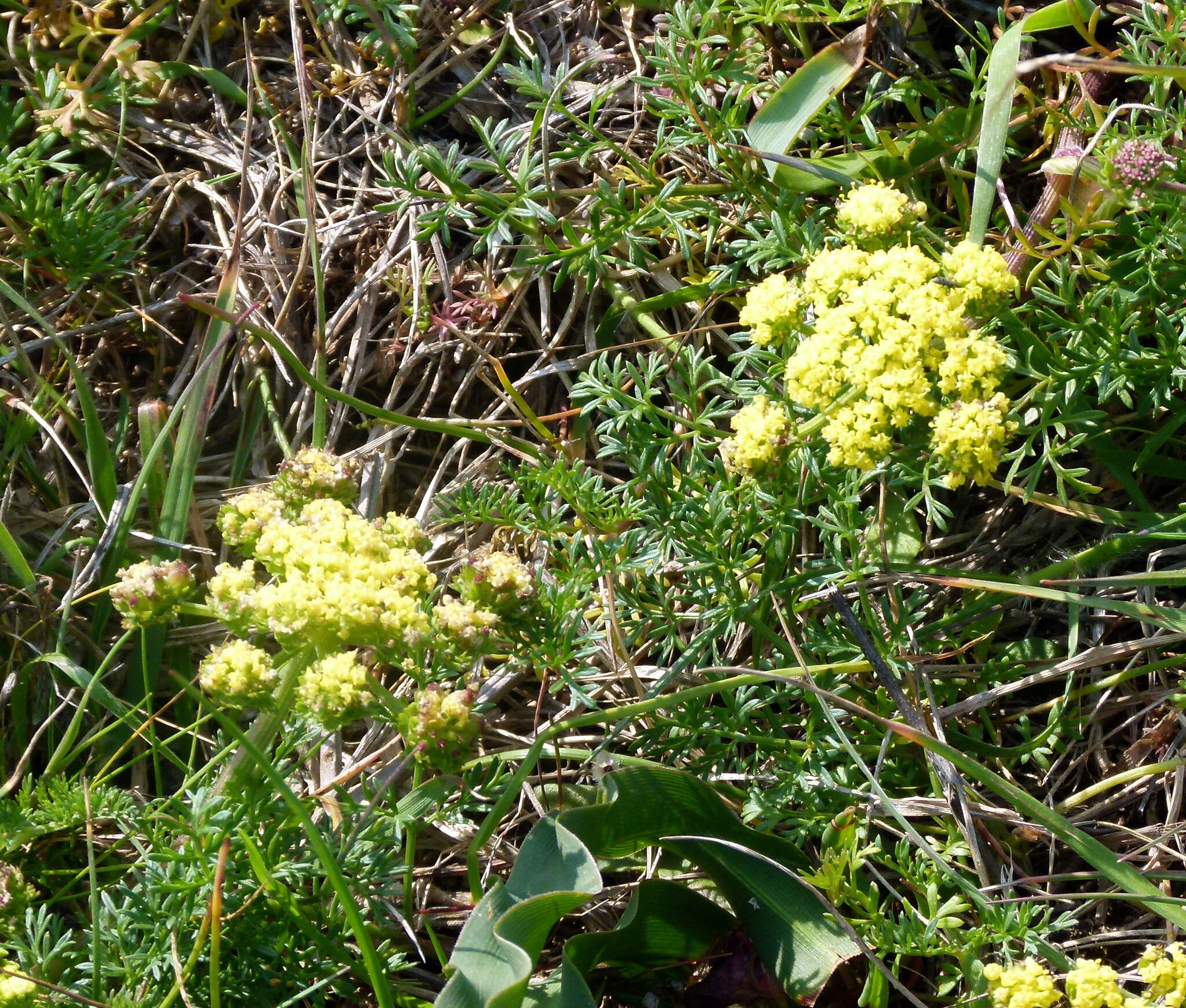 Image of common lomatium