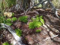 Image of Andrews' bedstraw