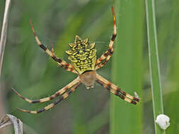 Image of Argiope levii Bjørn 1997