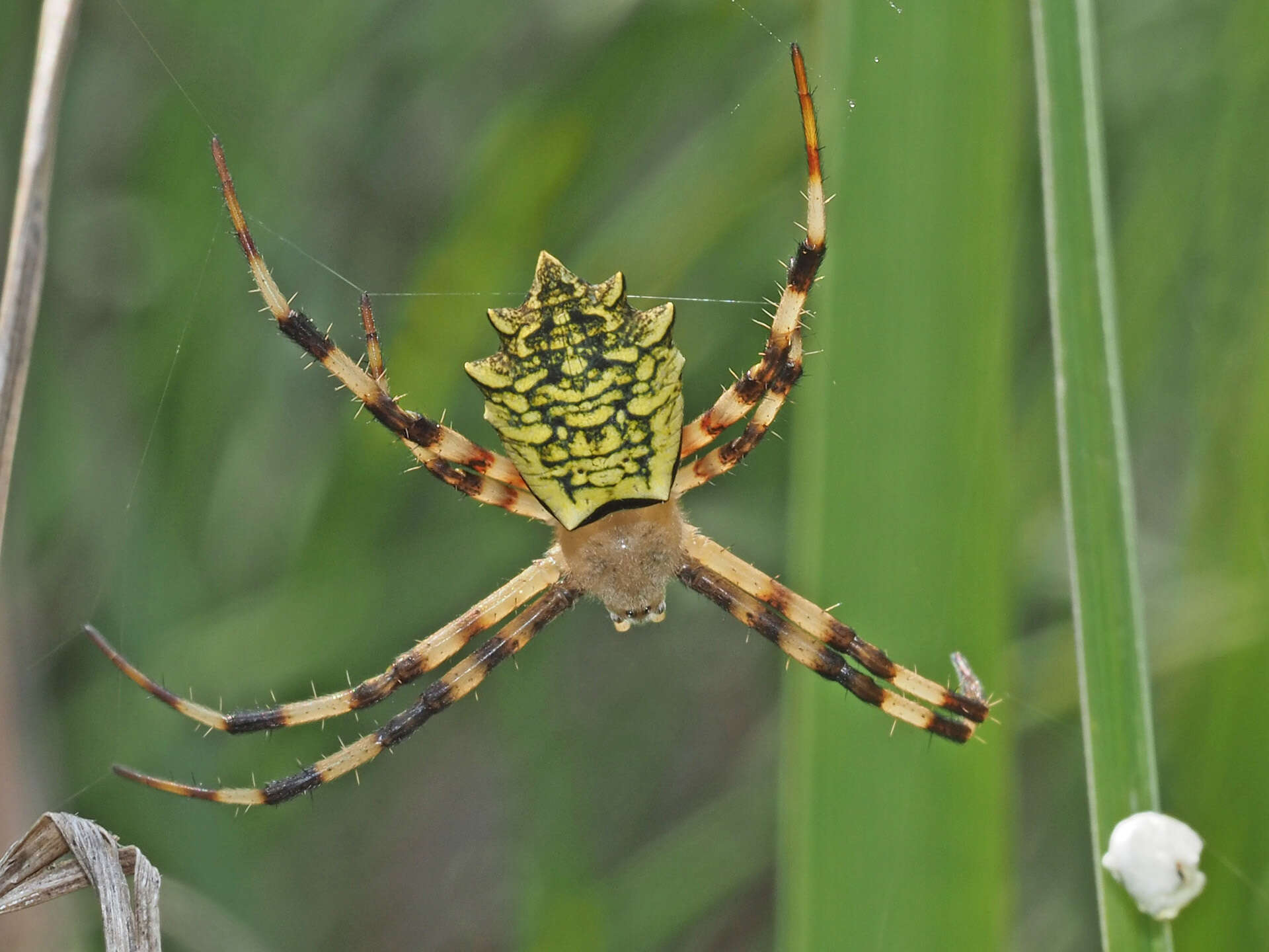 Image of Argiope levii Bjørn 1997