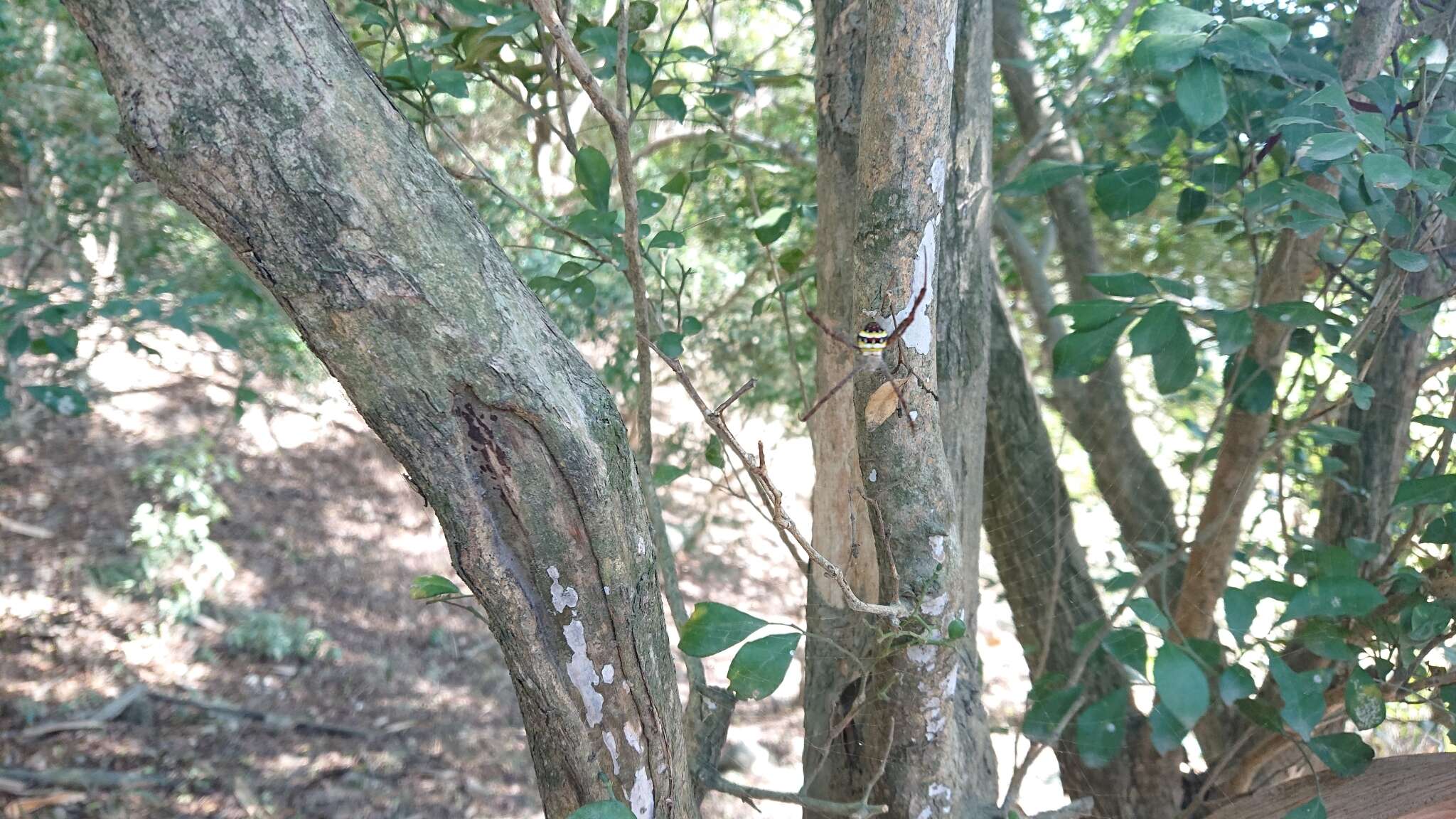 Image of Argiope aetheroides Yin, Wang, Zhang, Peng & Chen 1989