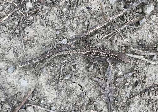 Image of Podarcis erhardii riveti (Chabanaud 1919)