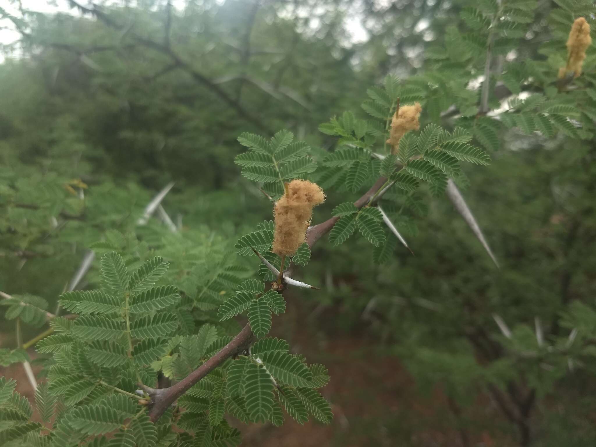 Image of Vachellia horrida (L. fil.) Kyal. & Boatwr.