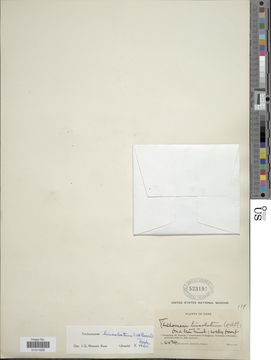 Image of <i>Didymoglossum lineolatum</i>