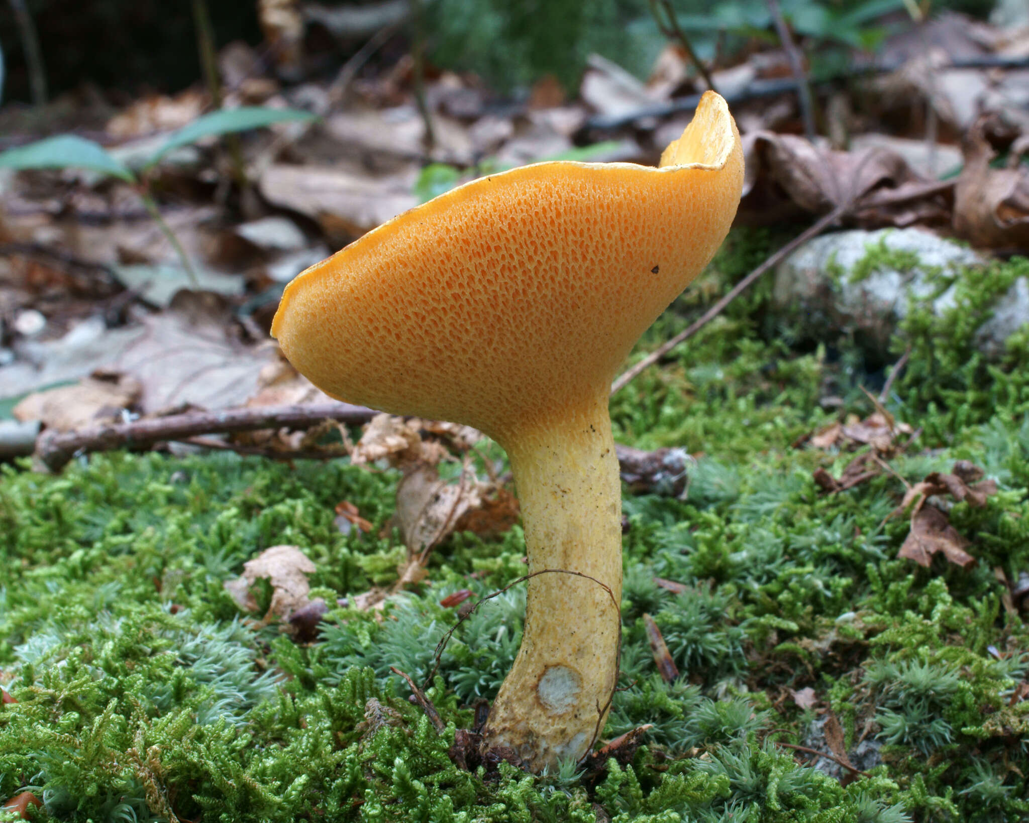 Image of Suillus subaureus (Peck) Snell 1944