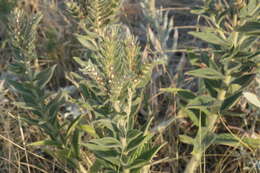 Image of western marbleseed