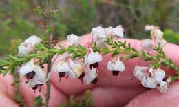 Image of Erica viscidiflora Esterhuysen