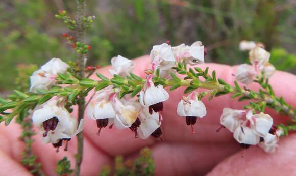 Image of Erica viscidiflora Esterhuysen