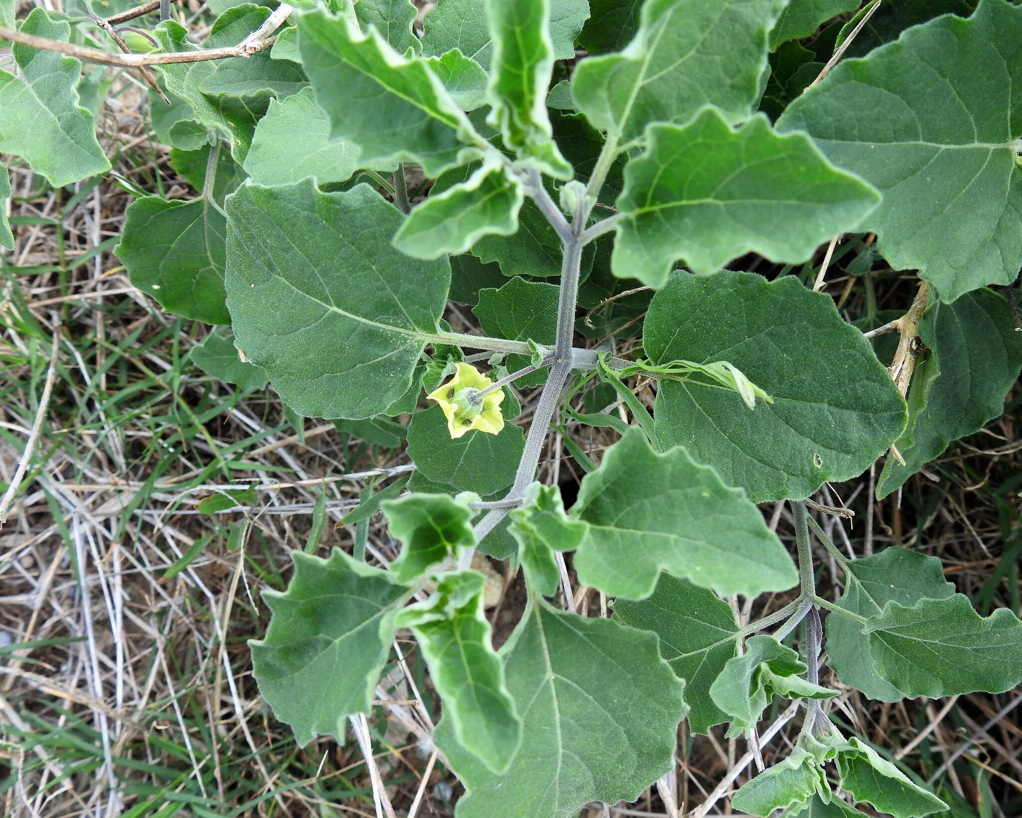 Physalis mollis Nutt.的圖片