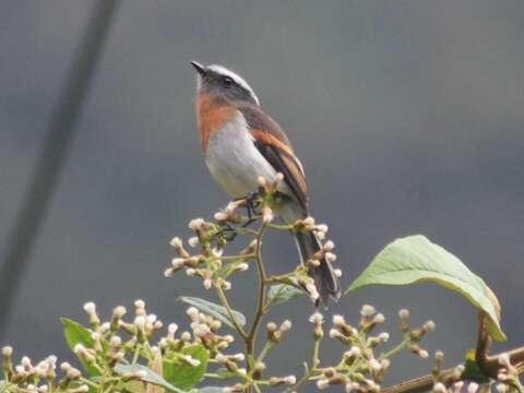 Image of Rufous-breasted Chat-Tyrant