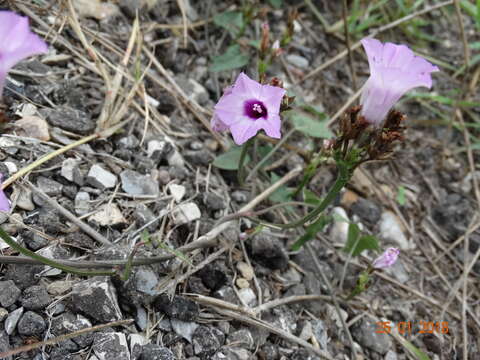 Plancia ëd Ipomoea triloba L.