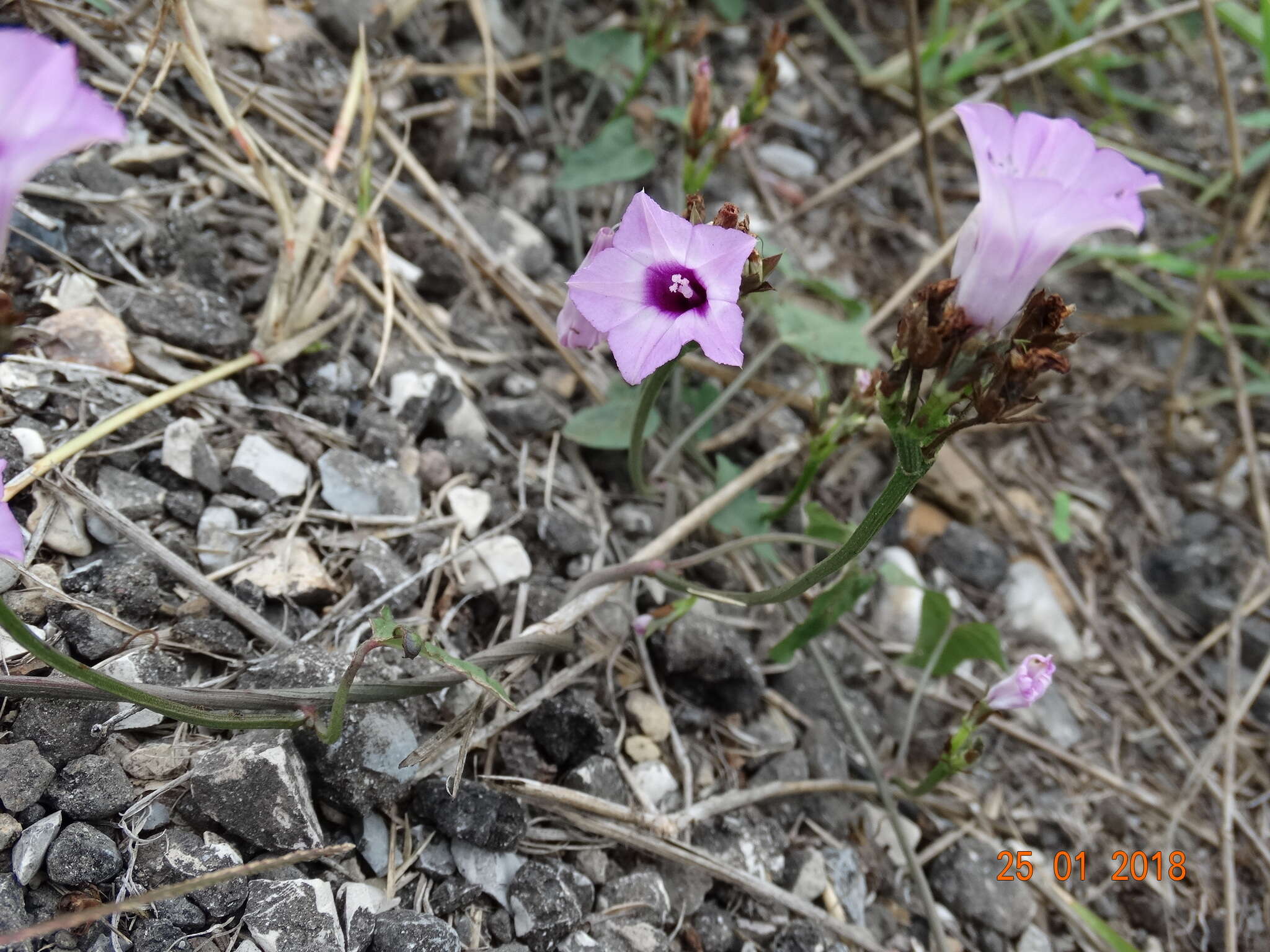 Image de Ipomoea triloba L.