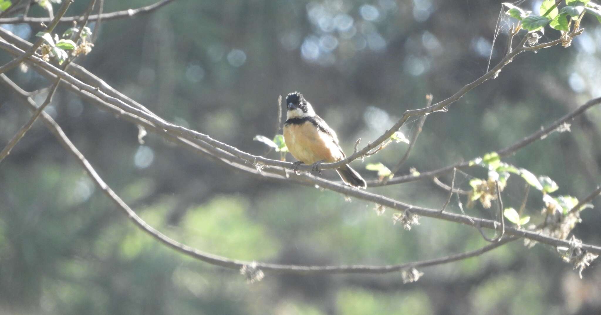 صورة Sporophila torqueola torqueola (Bonaparte 1850)